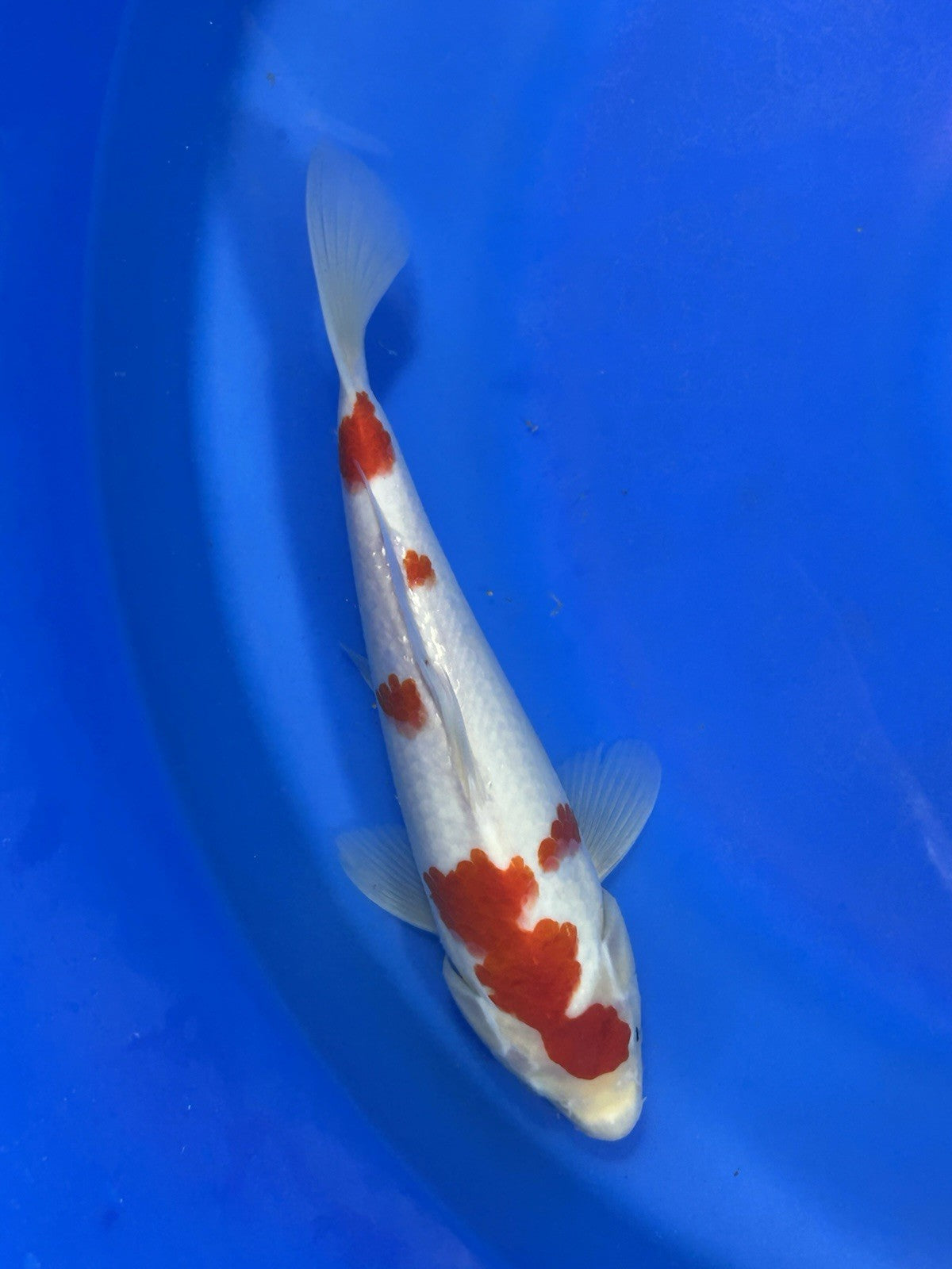 12 Inch Koi Fish Price