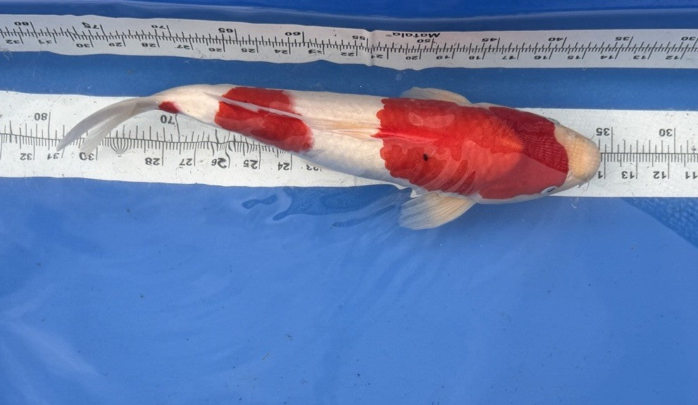 9004518