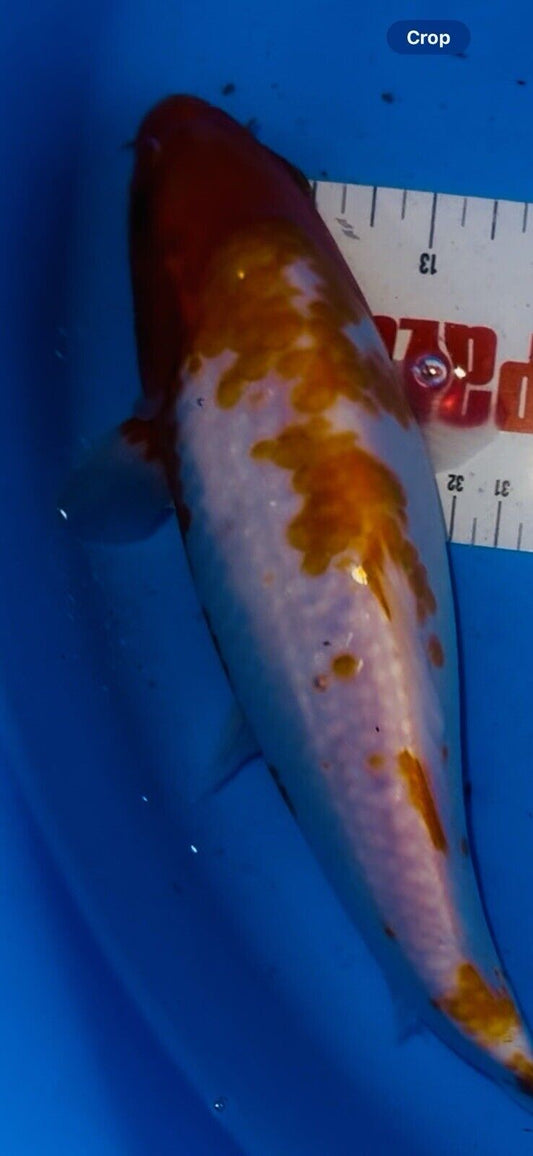 5468279