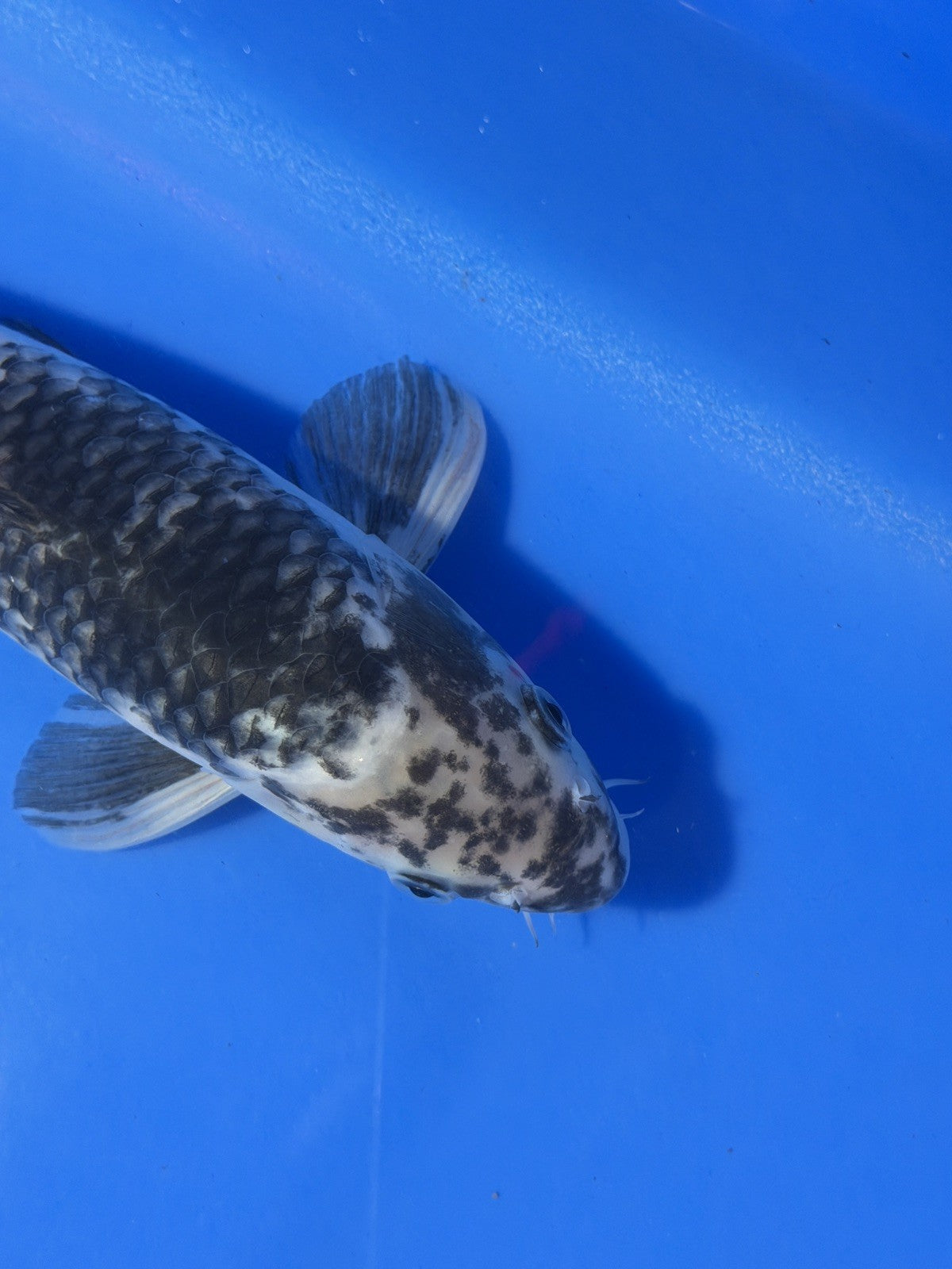 8976398