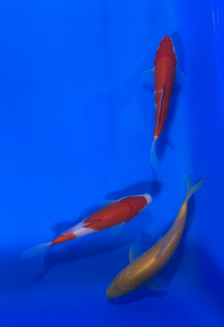 8745606