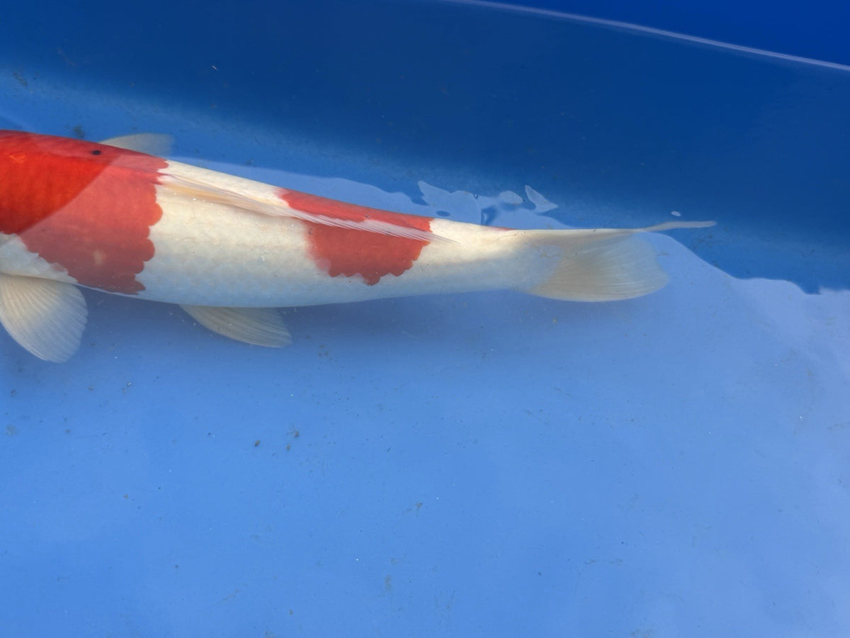 9004518