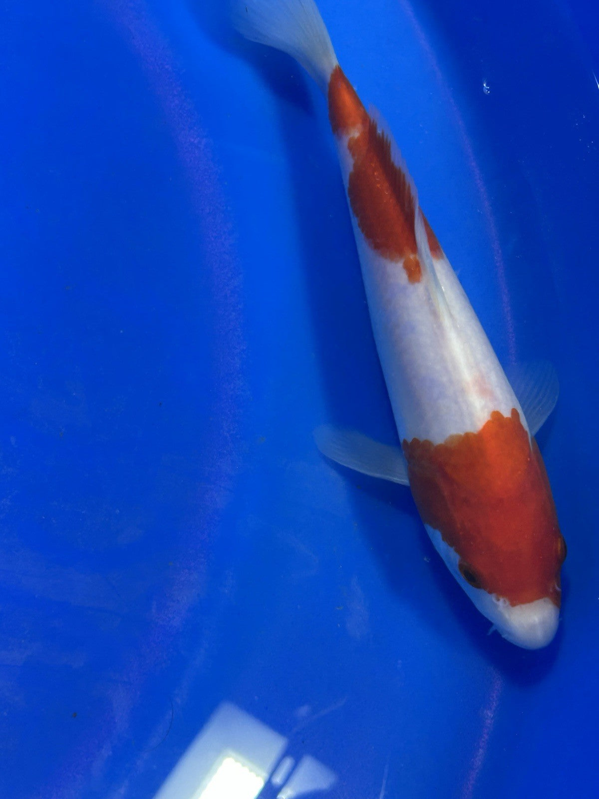 Kohaku Dainichi Japanese Imported Koi “9 Inch” – Black Swamp Koi