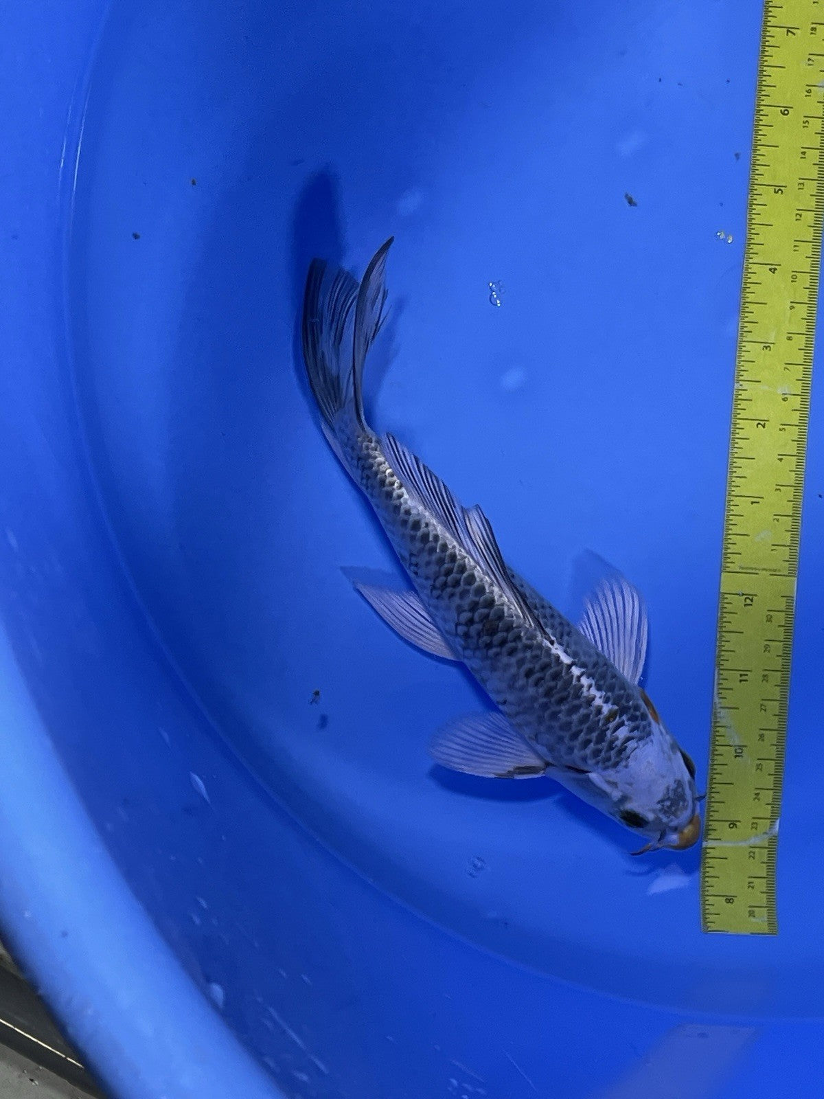 8724279