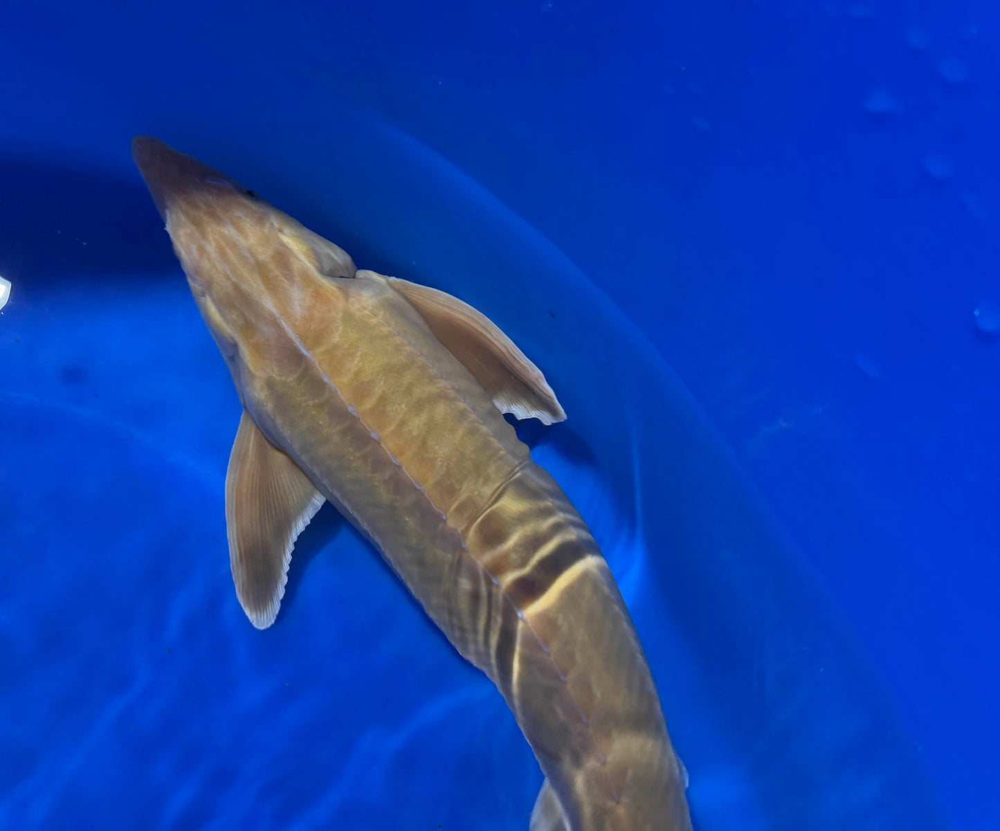 Live Albino Sterlet Sturgeon Fish, 18 - 22 inches, Black Swamp Koi Farms