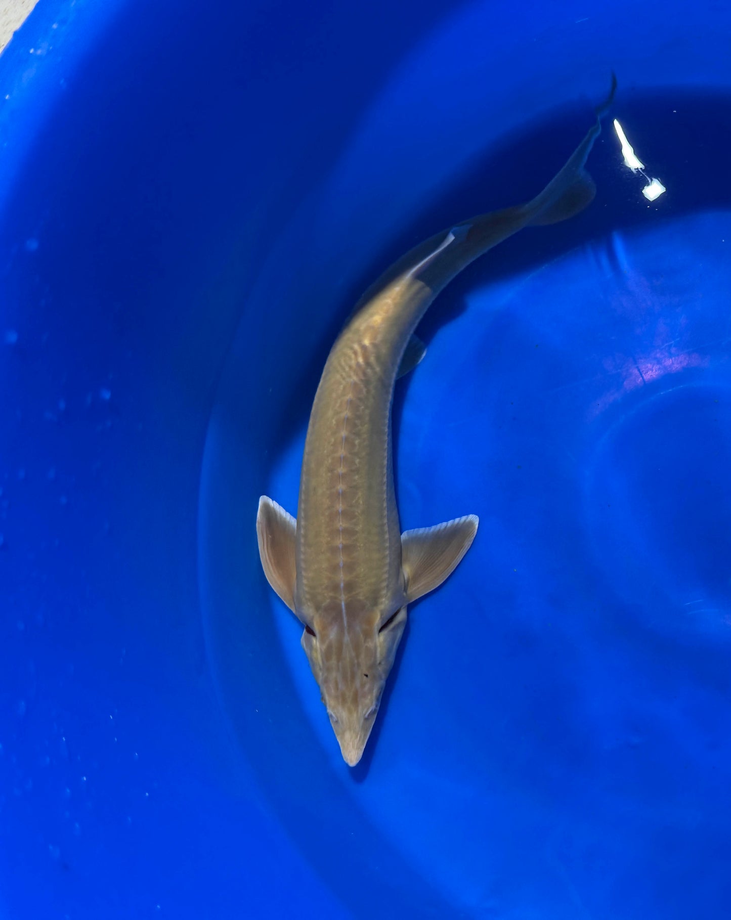 Live Albino Sterlet Sturgeon Fish, 18 - 22 inches, Black Swamp Koi Farms