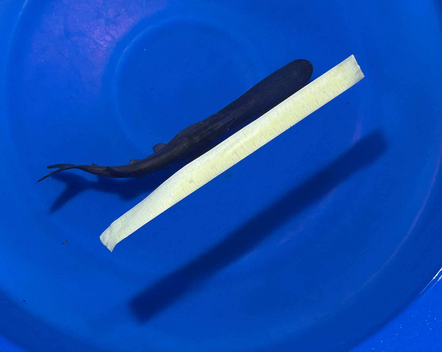 Paddle Fish - 12-inches - BUY ONE GET ONE FREE through AUGUST