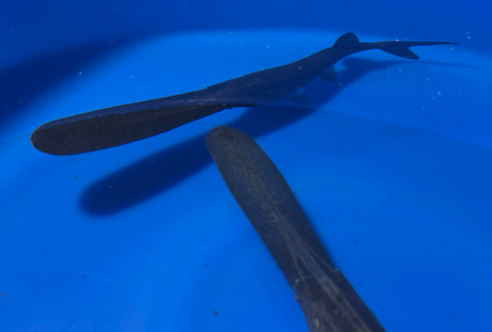 Paddle Fish - 12-inches - BUY ONE GET ONE FREE through AUGUST