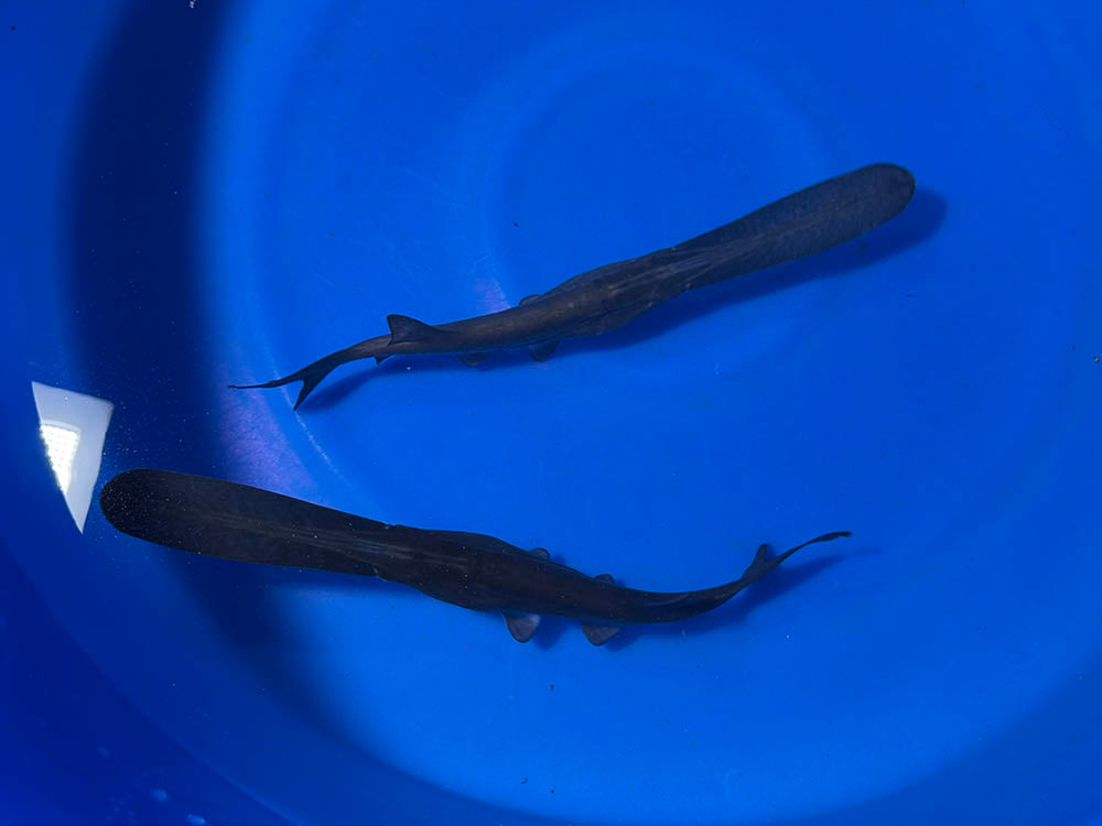Paddle Fish - 12-inches - BUY ONE GET ONE FREE through AUGUST