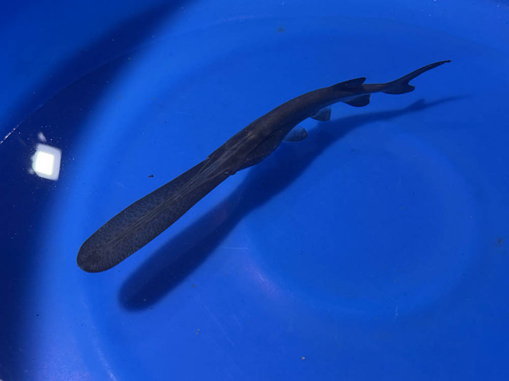Paddle Fish - 12-inches - BUY ONE GET ONE FREE through AUGUST