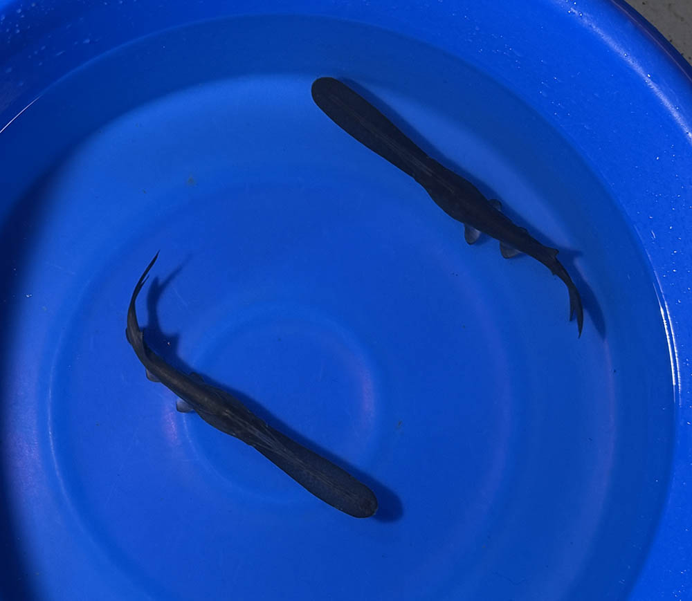 Paddle Fish - 12-inches - BUY ONE GET ONE FREE through AUGUST
