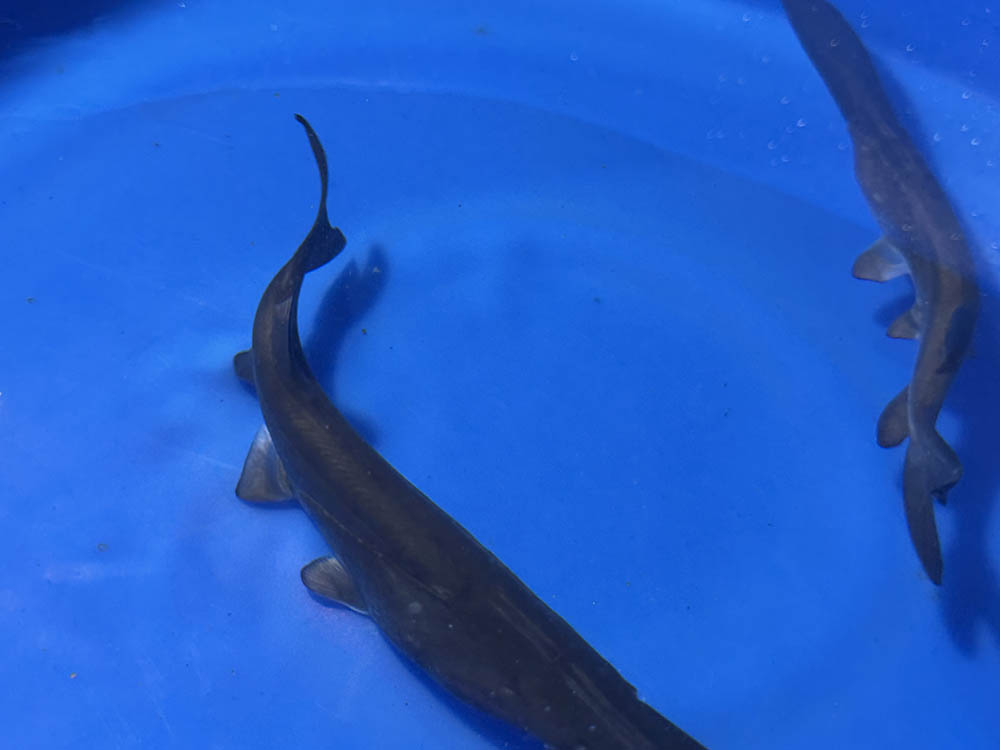 Paddle Fish - 12-inches - BUY ONE GET ONE FREE through AUGUST