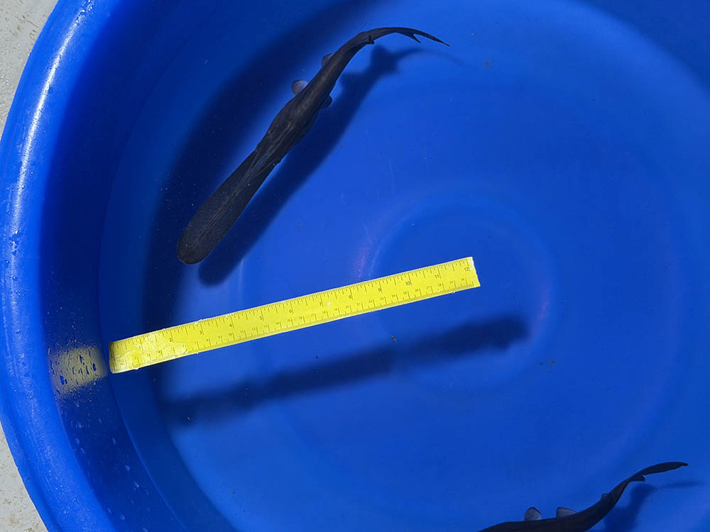 Paddle Fish - 12-inches - BUY ONE GET ONE FREE through AUGUST