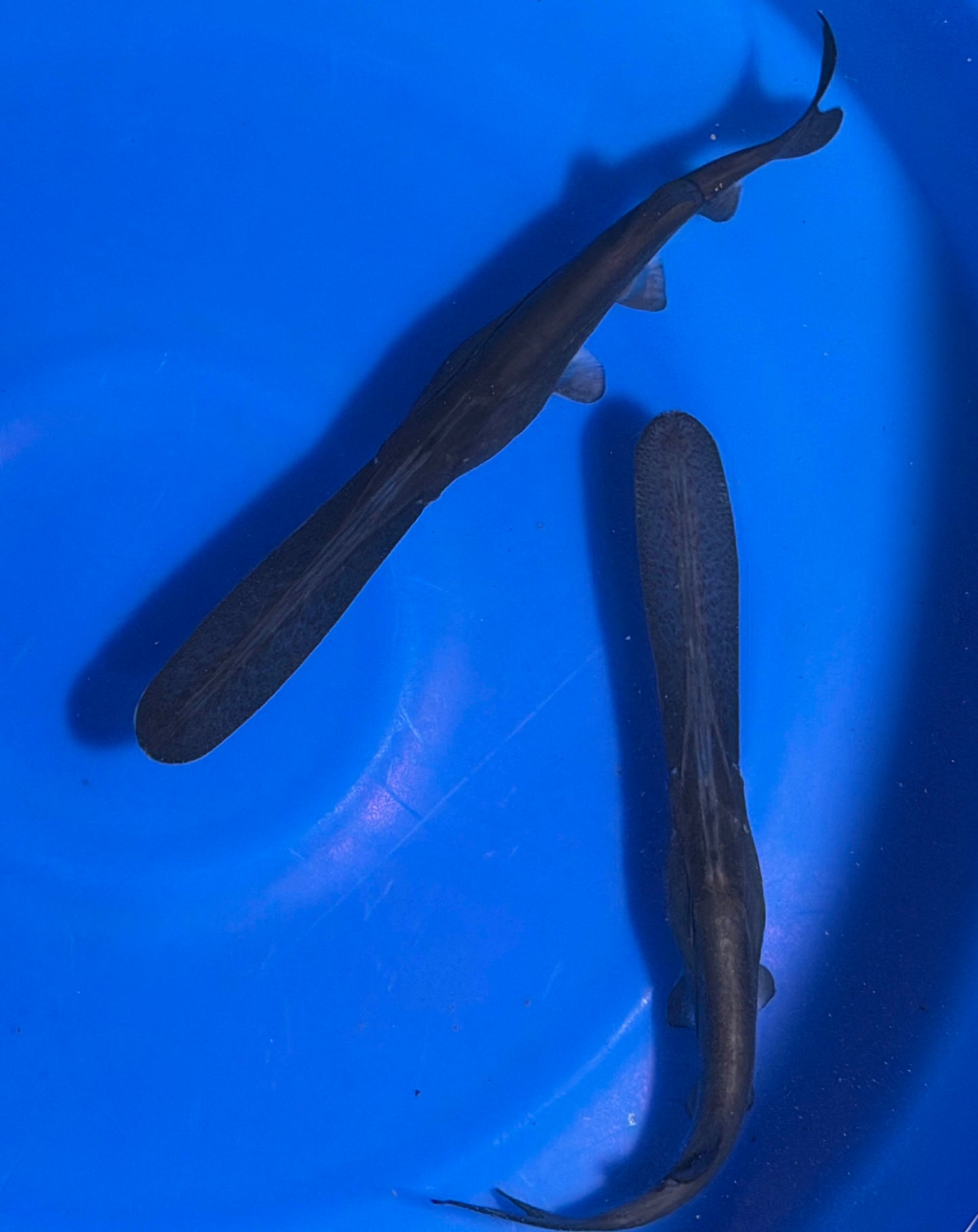 Paddle Fish - 12-inches - BUY ONE GET ONE FREE through AUGUST