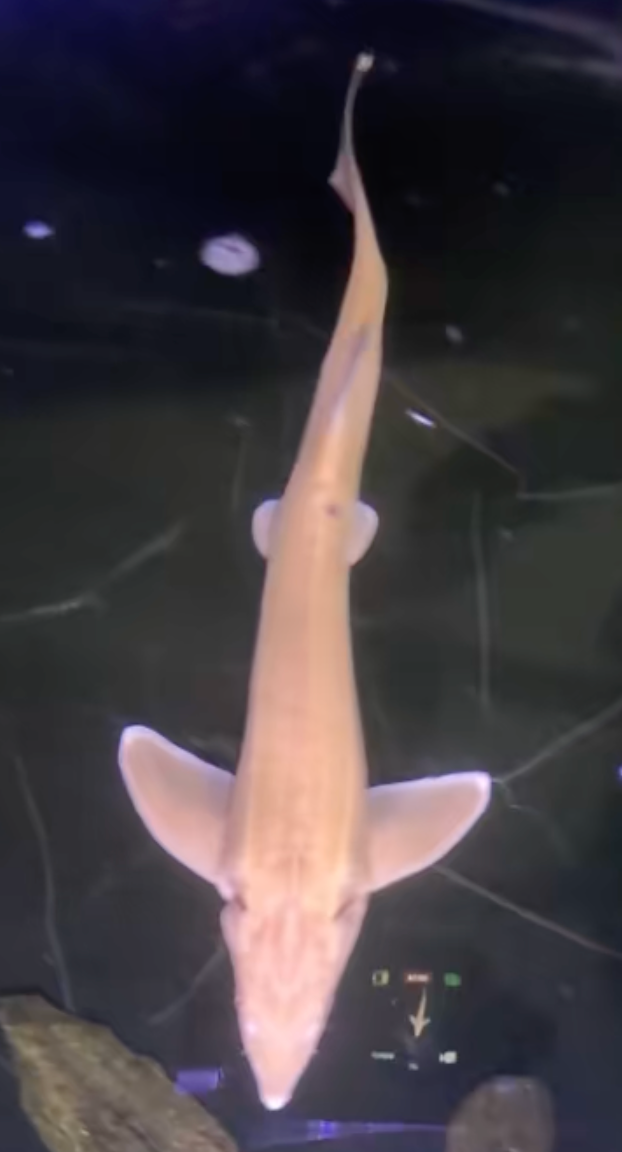 1 Live Albino Sterlet Sturgeon Fish 16-18" Live Fish Black Swamp Koi farms