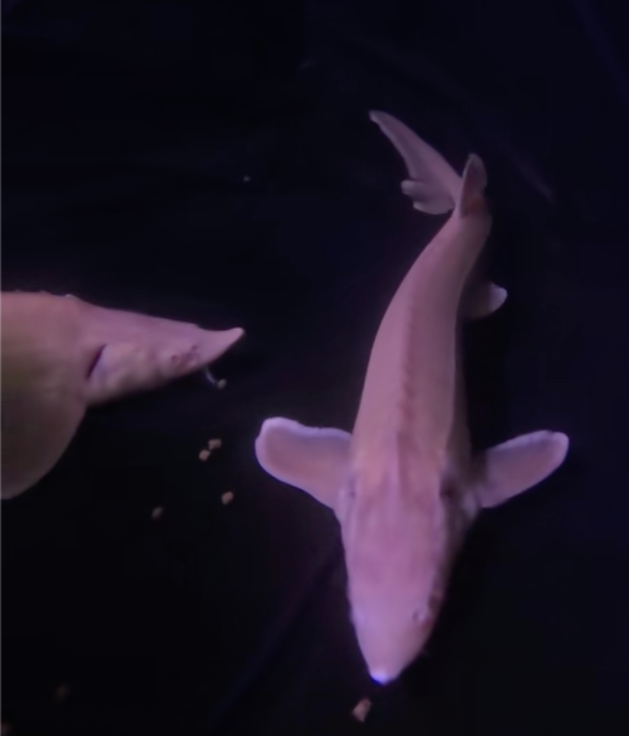 1 Live Albino Sterlet Sturgeon Fish 16-18" Live Fish Black Swamp Koi farms