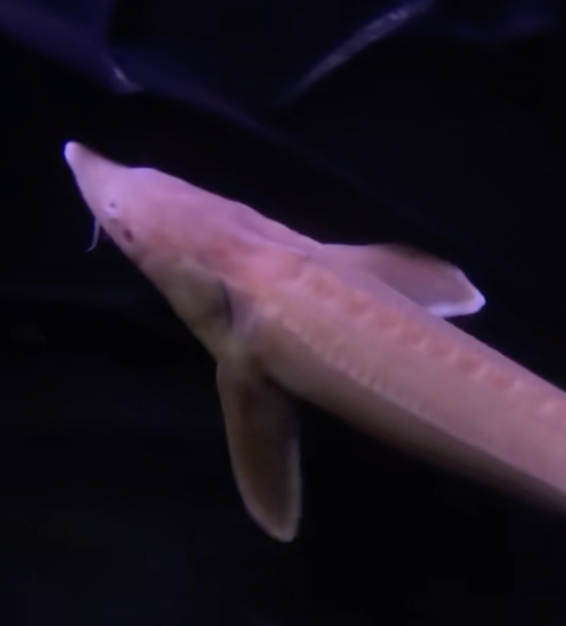 1 Live Albino Sterlet Sturgeon Fish 16-18" Live Fish Black Swamp Koi farms