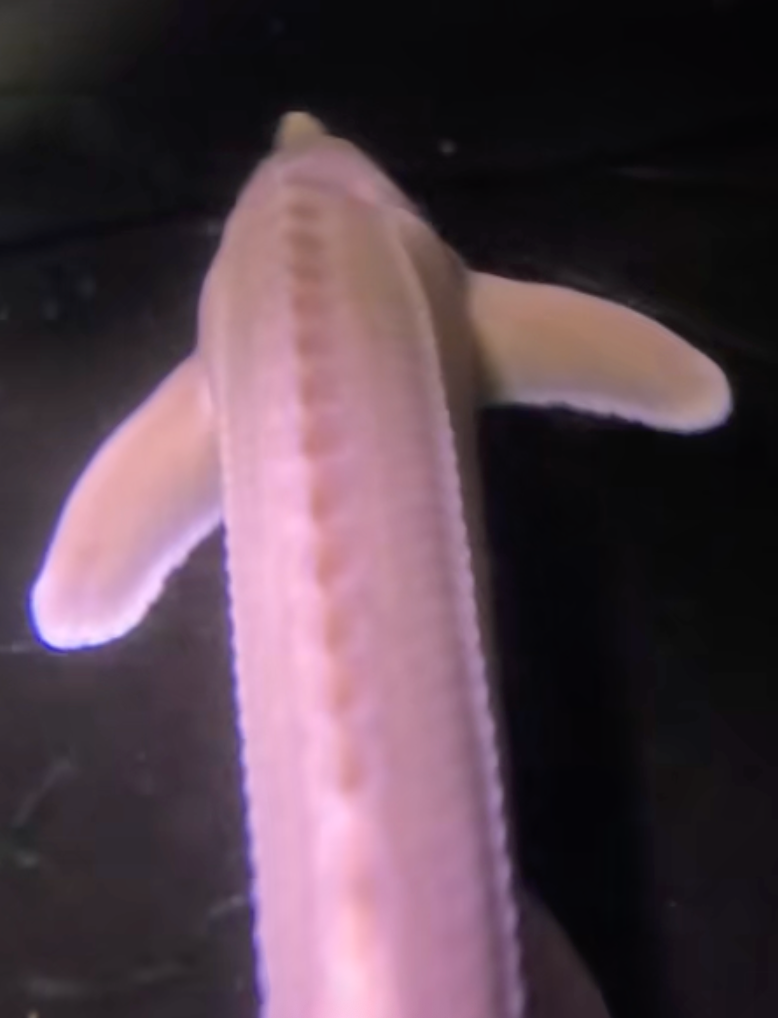 1 Live Albino Sterlet Sturgeon Fish 16-18" Live Fish Black Swamp Koi farms