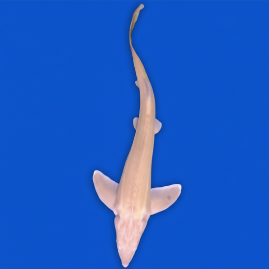 1 Live Albino Sterlet Sturgeon Fish 16-18" Live Fish Black Swamp Koi farms